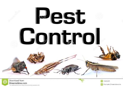 Picture of Pest Control Services
