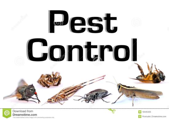 Picture of Pest Control Services