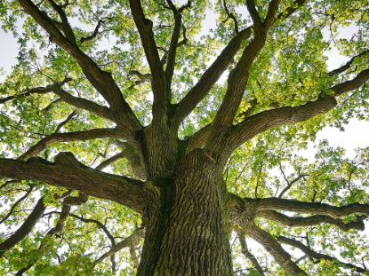 Picture of Tree inspection service